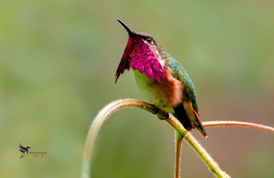 Wine-throated Hummingbird perched on a branch, displaying its vibrant magenta throat feathers. Birding News and Articles