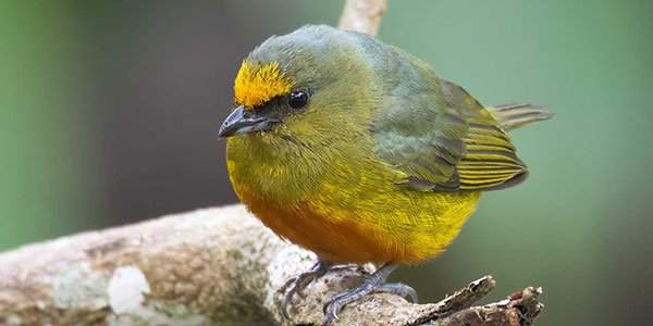 Olive-backed Euphonia perched on a branch during our Birding in Guatemala tour.