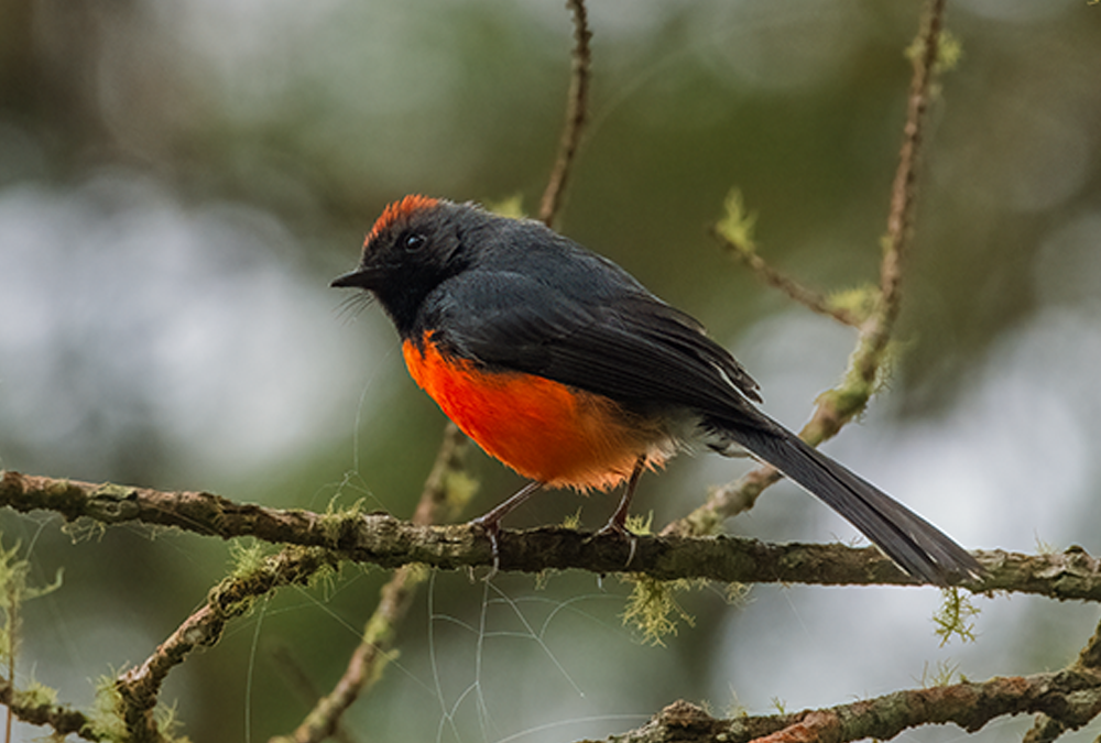 Birding Blog
