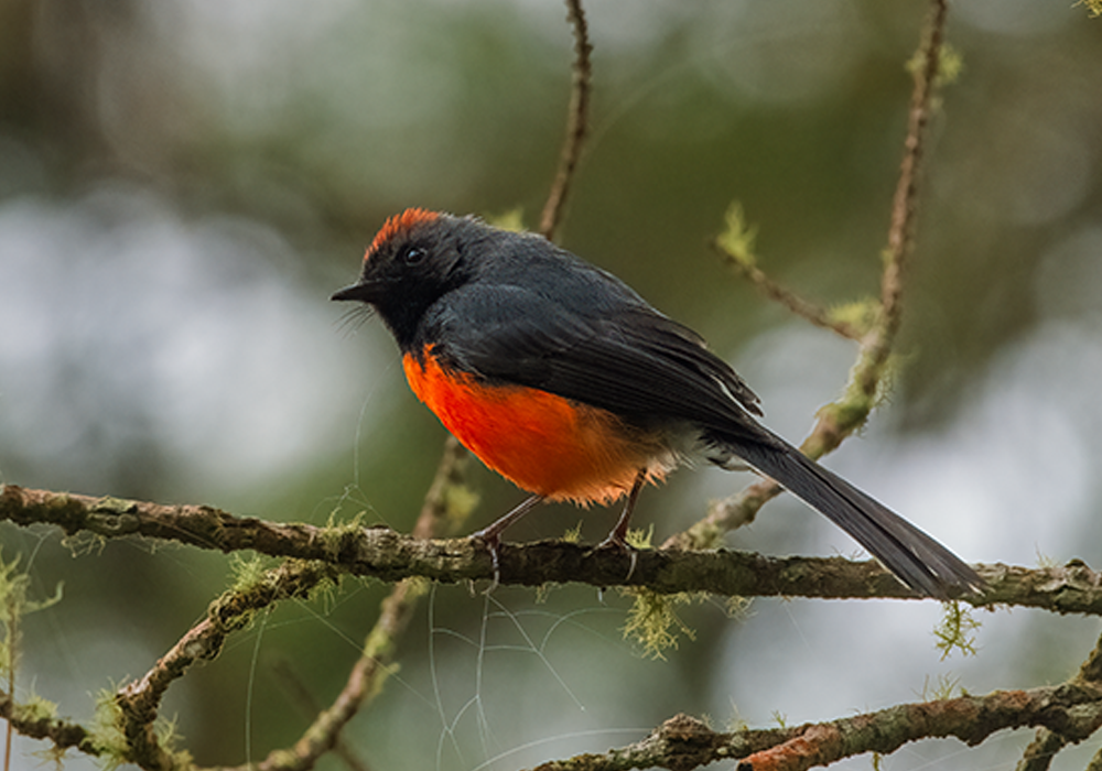 Slate-throated Redstart in our birding blog and news.