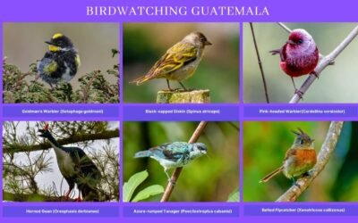Seven beautiful reasons to come birdwatching in Guatemala: