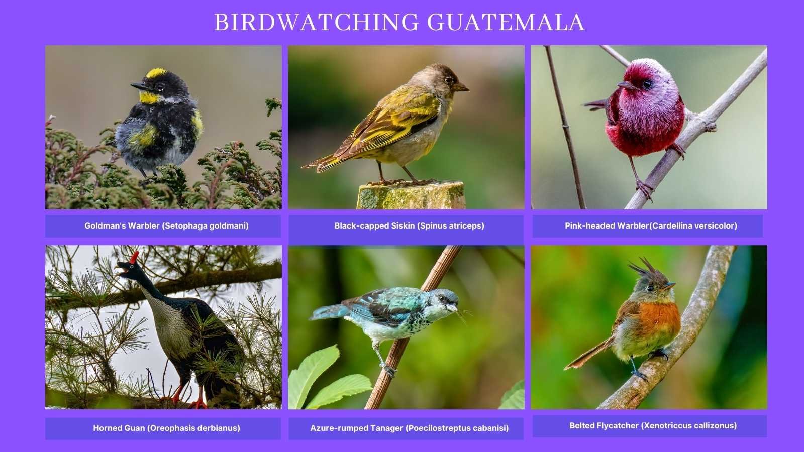 "A collage featuring seven detailed close-up images of Guatemala's most remarkable birds, arranged neatly within a frame. Starting from the top left, the frame includes: 1. The Goldman's Warbler, showcasing its vibrant yellow and olive plumage. 2. The Belted Flycatcher, notable for its small size and distinct pale yellow underparts. 3. The Azure-rumped Tanager, displaying its stunning blue and gray feathers. 4. The Black-capped Siskin, characterized by its black cap and bright yellow body. 5. The Pink-headed Warbler, with its striking pink head and deep red body. 6. The majestic Horned Guan, recognized by its unique horn-like crest and black-and-white coloring. 7. The Wine-throated Hummingbird, featuring iridescent green upperparts and a vibrant wine-colored throat. This collection emphasizes the diversity and beauty of bird species in Guatemala, ideal for birdwatching enthusiasts."