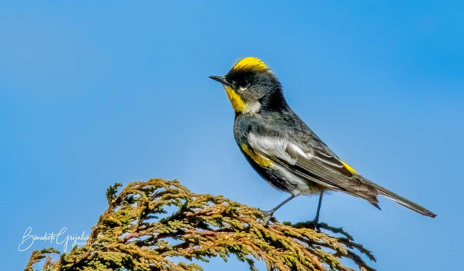 The Goldman's Warbler is one of the endemic birds of Guatemala