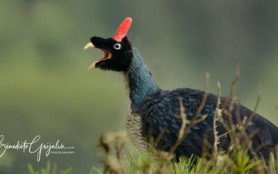 What to Expect on a Horned Guan Birding Tour