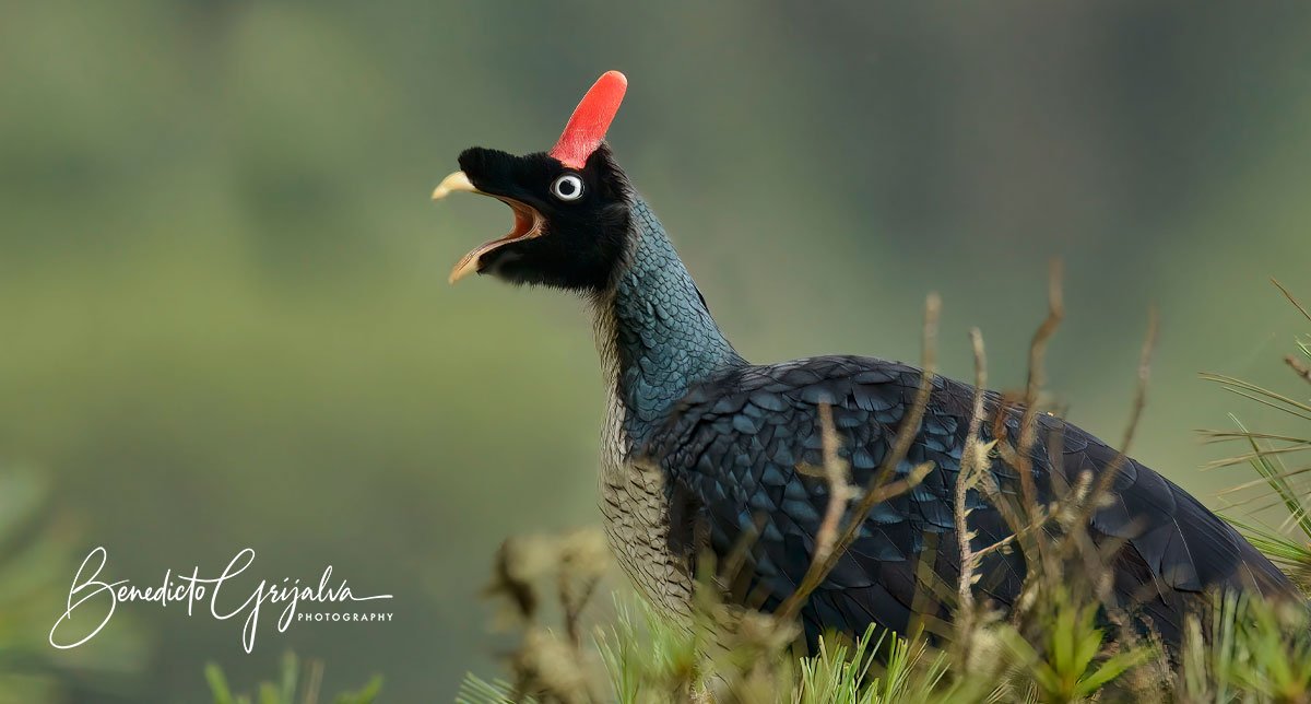 The Horned Guan (Oreophasis derbianus) spottedn in a Guatemala Birding Tour