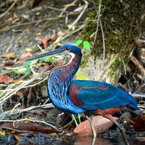 Agami Heron in Guatemala’s Petén rainforest during a Birdwatching Guatemala nature and birding tour