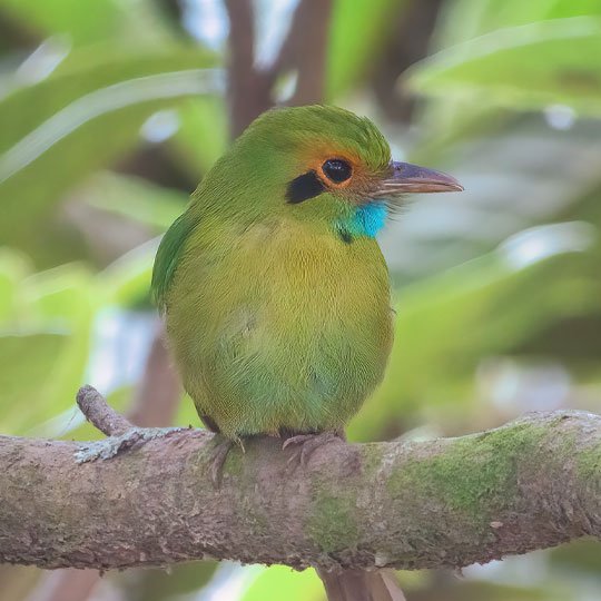 Blue trhoated motmot birdwatching guatemala Blue-throated Motmot perched in a Guatemala forest habitat, representing the colorful birdlife travelers may encounter on private birding day tours in Guatemala.
