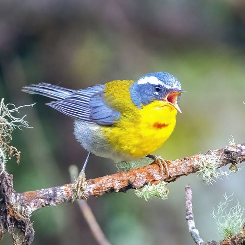 Crescent-chested Warbler in Guatemala’s central highlands during a private Antigua and Tecpán birding tour