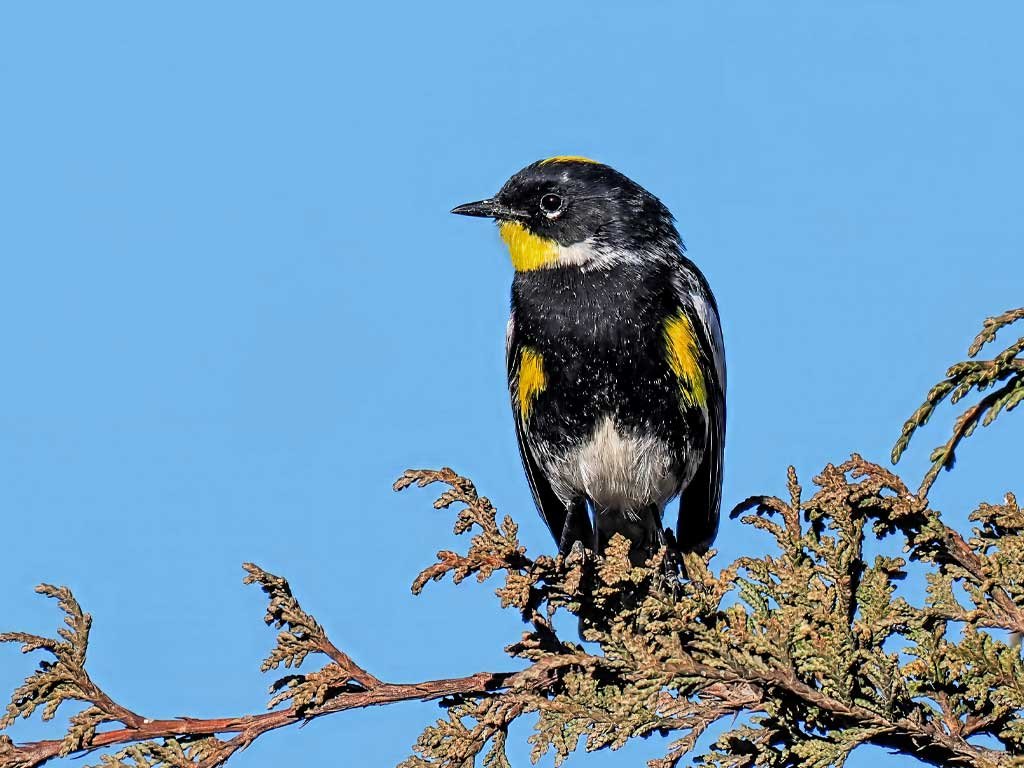Goldman’s Warbler perched on a juniper in Guatemala’s Western Highlands during a Birdwatching Guatemala endemics tour