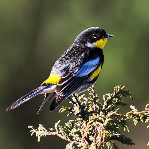 Goldman’s Warbler in the Cuchumatanes Western Highlands during a Birdwatching Guatemala endemics tour