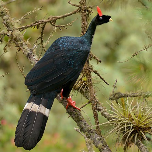 Horned Guan in Lake Atitlán’s volcanic highland forest during a private birdwatching tour in Guatemala