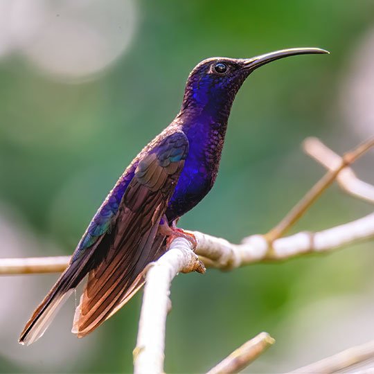 Violet sabrewing hummingbird birdwatching guatemala Violet Sabrewing Hummingbird perched in a Guatemala cloud forest, highlighting the vibrant birdlife found on private birding day tours in Guatemala.